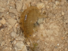 Gammarus lacustris