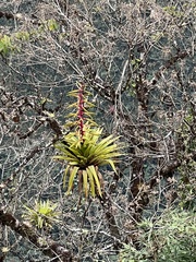 Tillandsia fendleri