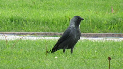 Corvus monedula
