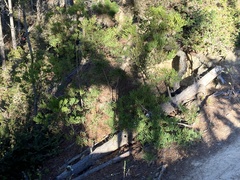 Acacia longifolia