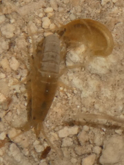 Gammarus lacustris