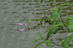 Buddleja