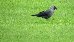 Corvus monedula