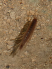 Gammarus lacustris