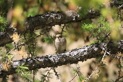 Phylloscopus humei