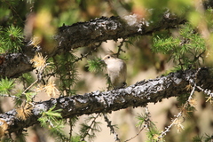 Phylloscopus humei