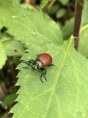 Doryphorina