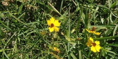 Coreopsis tinctoria