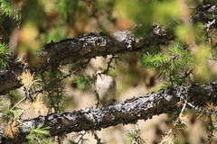 Phylloscopus humei