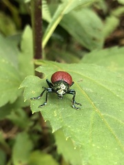 Doryphorina