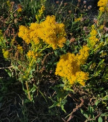 Solidago multiradiata