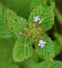 Clinopodium chinense
