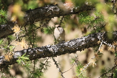 Phylloscopus humei
