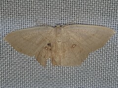 Cyclophora