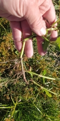Persicaria bicornis