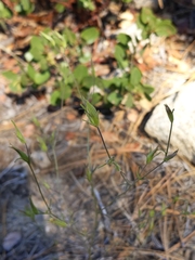 Cordylanthus rigidus