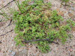 Scleranthus perennis