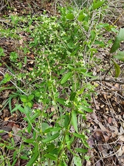 Metastelma barbigerum