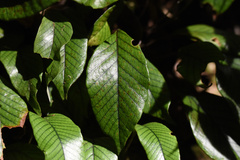 Pyrrosia