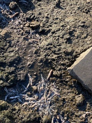 Acanthogobius flavimanus