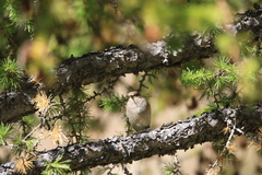 Phylloscopus humei