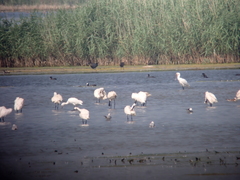 Platalea leucorodia
