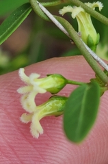 Metastelma barbigerum