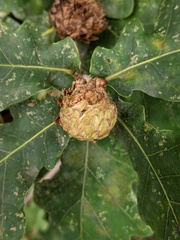 Andricus foecundatrix