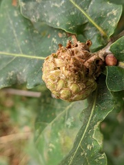 Andricus foecundatrix