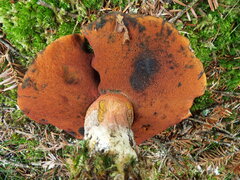 Neoboletus luridiformis