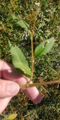 Persicaria bicornis