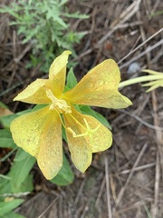Oenothera laciniata