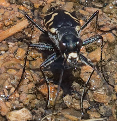 Cicindela haemorrhagica