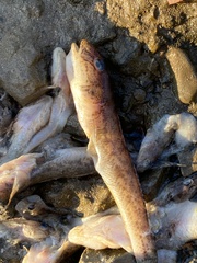 Acanthogobius flavimanus