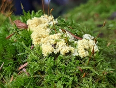 Thuidium tamariscinum