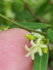 Metastelma barbigerum