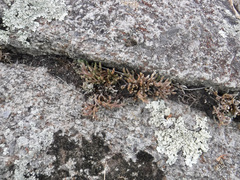 Selaginella rupestris