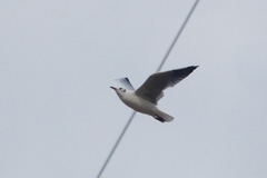 Chroicocephalus ridibundus