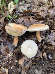 Gyroporus castaneus
