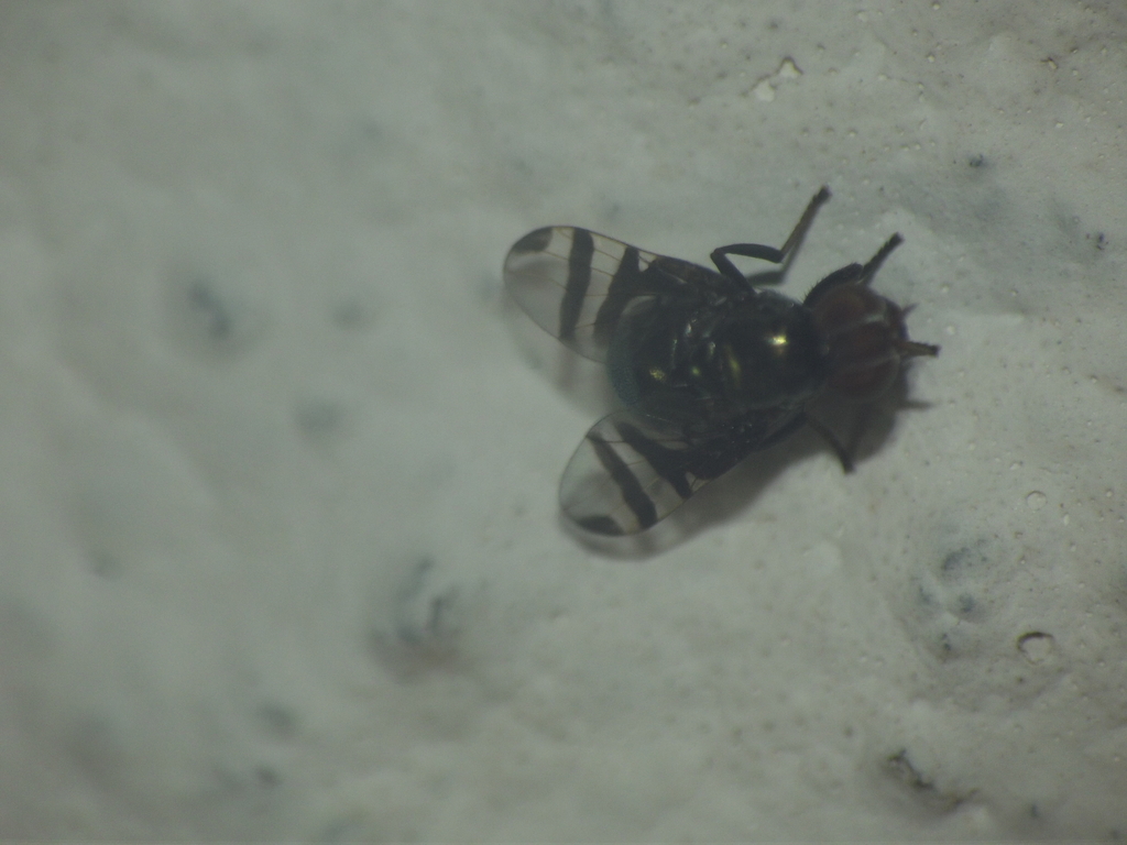 Rivellia angulata
