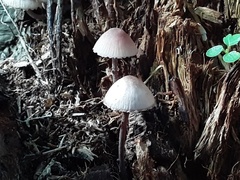 Mycena haematopus