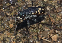 Cicindela haemorrhagica