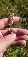 Persicaria bicornis