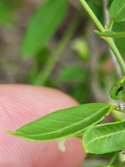 Metastelma barbigerum