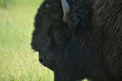 Bison bison