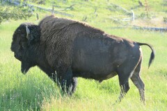 Bison bison