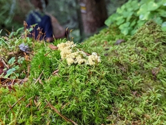 Thuidium tamariscinum
