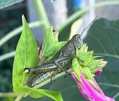 Melanoplus differentialis