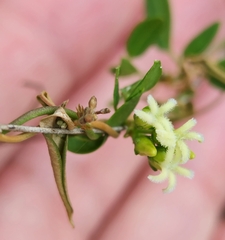 Metastelma barbigerum