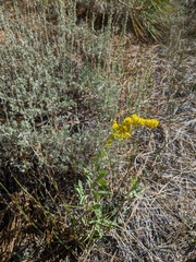 Solidago velutina